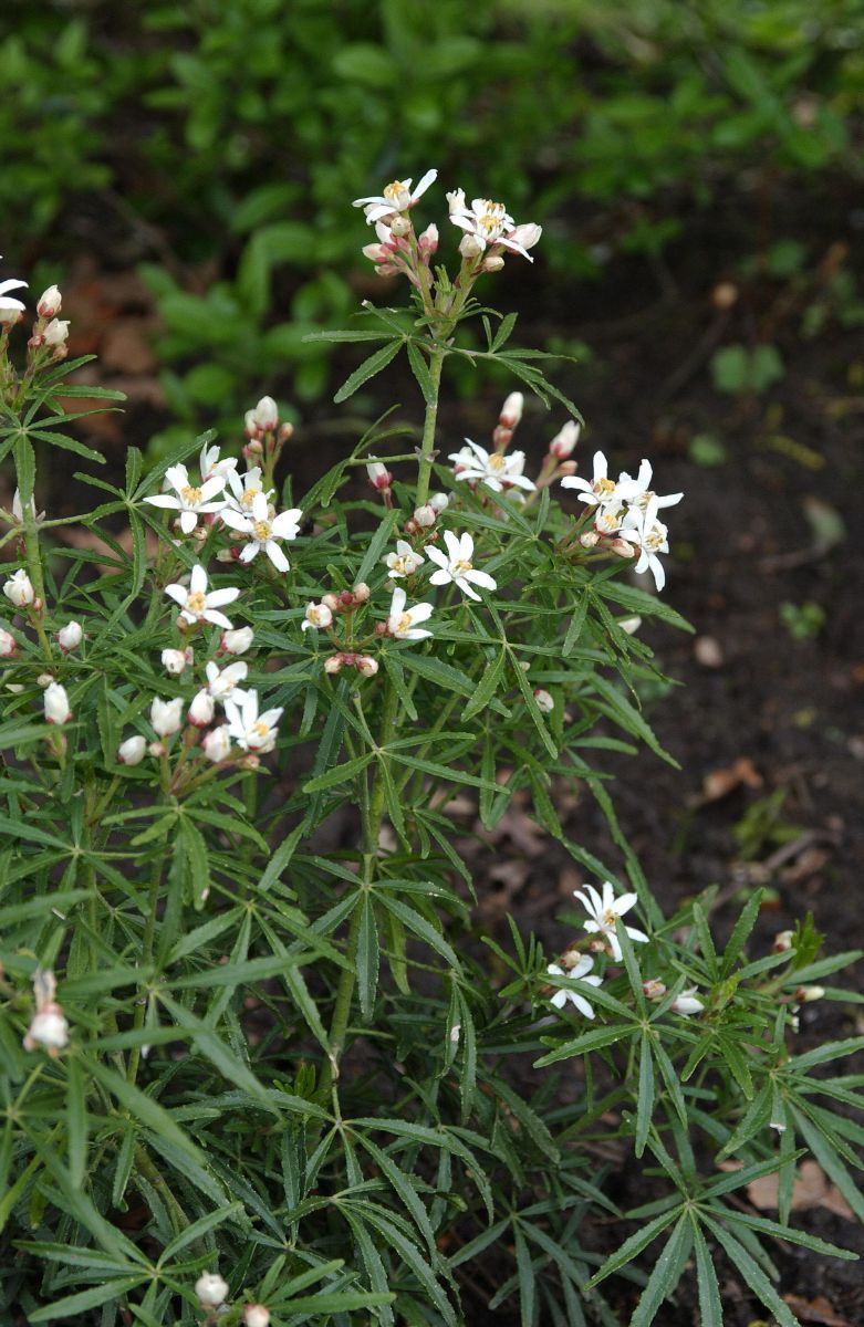 Orangenblume White Dazzler® Orangenblume White Dazzler®