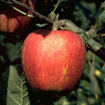 Royal Gala® Apfel