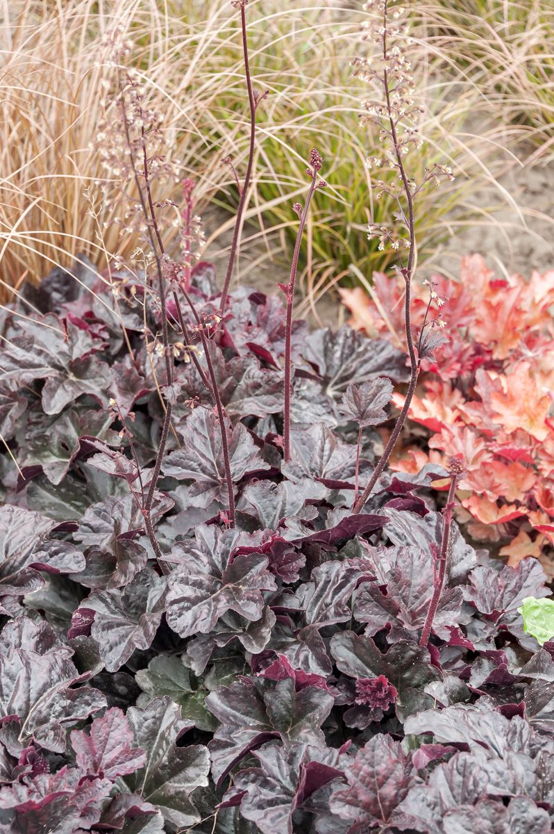 Purpurglöckchen Obsidian® Purpurglöckchen Obsidian®