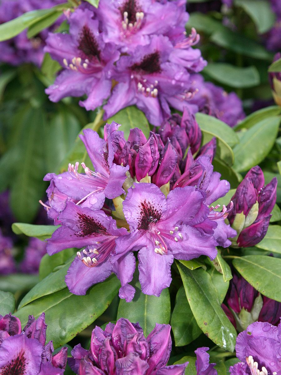 Rhododendron Azurro Rhododendron Azurro