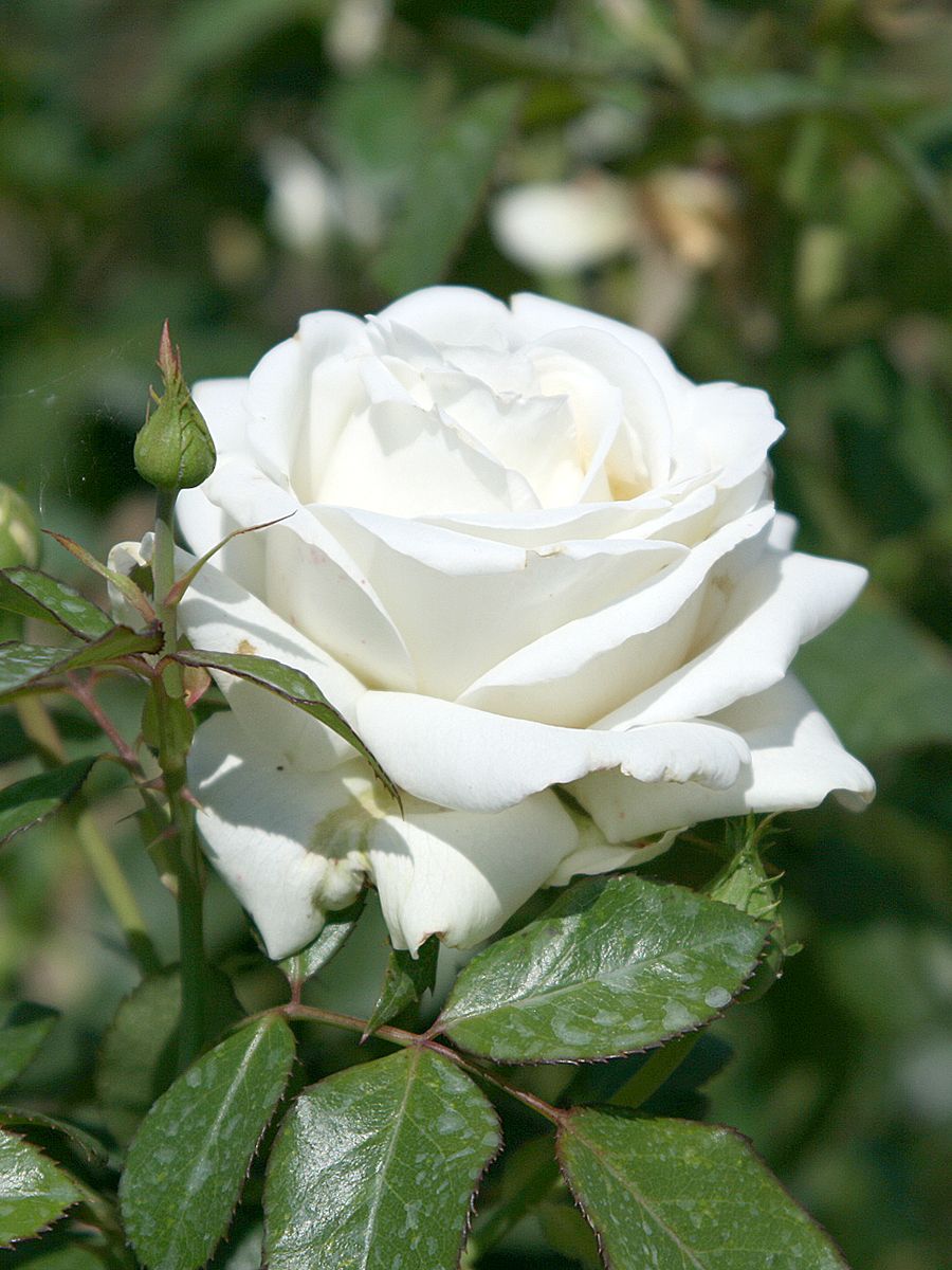 Ambiente® Edelrose (Teehybride, anspruchslos, leichter Duft)