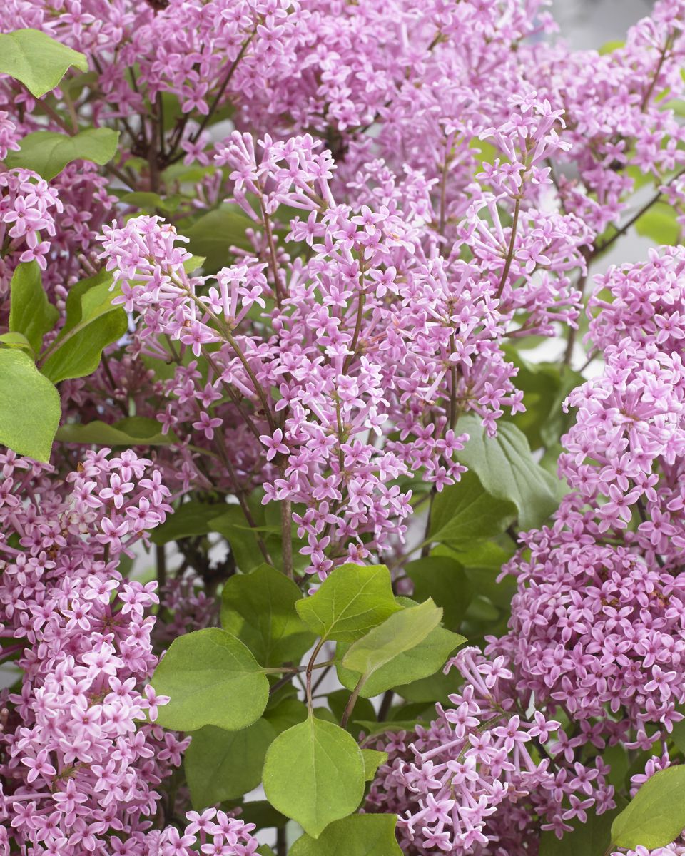 Zwergflieder Flowerfesta Pink
