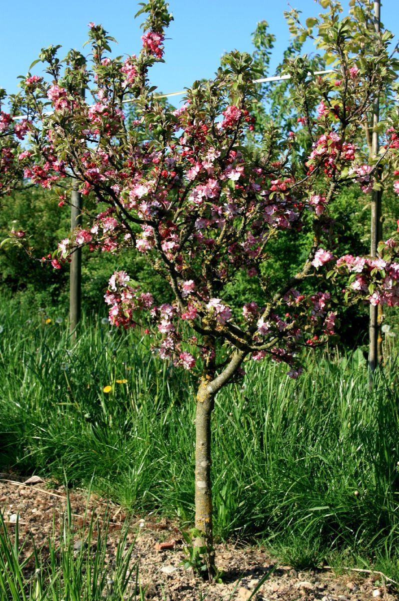 Zierapfel Coralburst® (Coralcole) Coralburst® (Coralcole)
