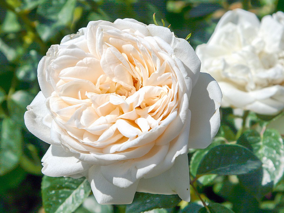 Summer Memories® Romantische Rose (anspruchslos, leichter Duft)