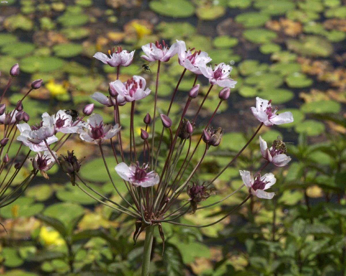 Blumenbinse, Schwanenblume