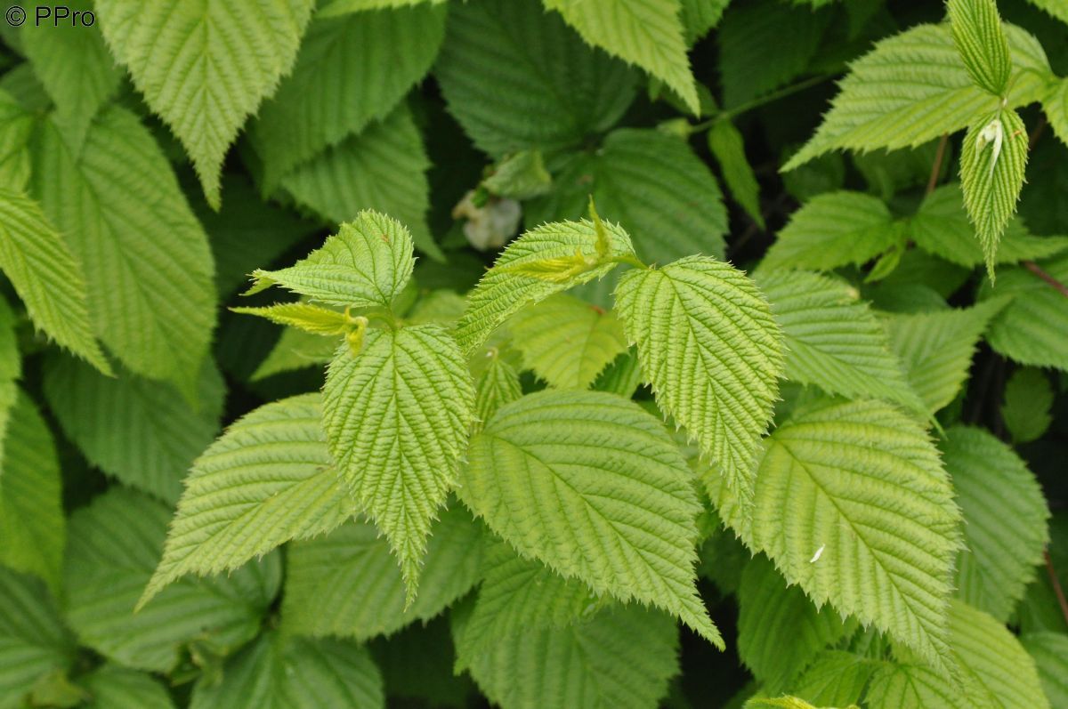 Scheinkerrie Scheinkerrie