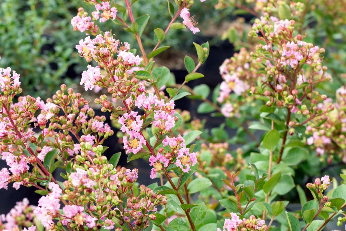 Kräuselmyrte Whit Love Babe®