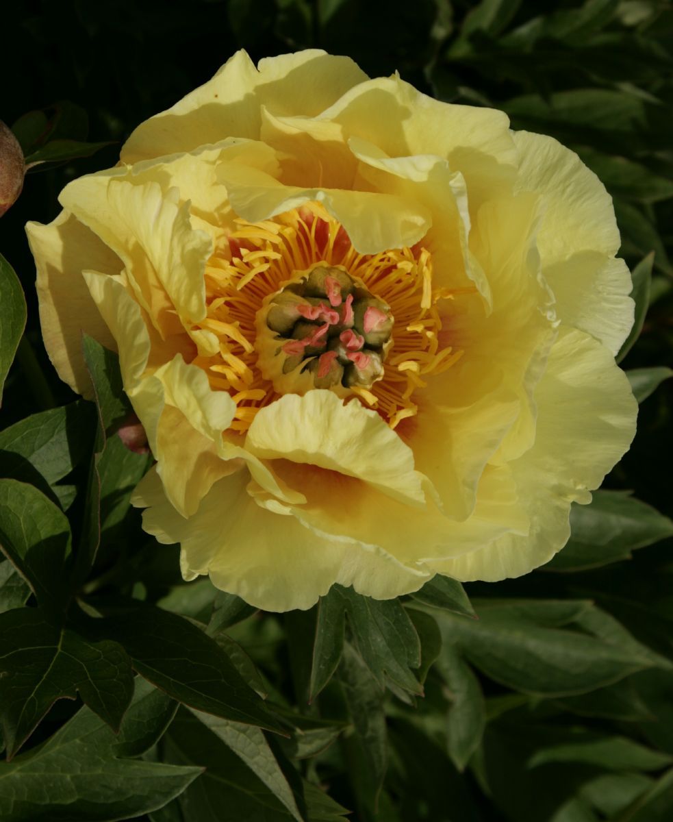 Pfingstrose Itoh-Hybride Garden Treasure