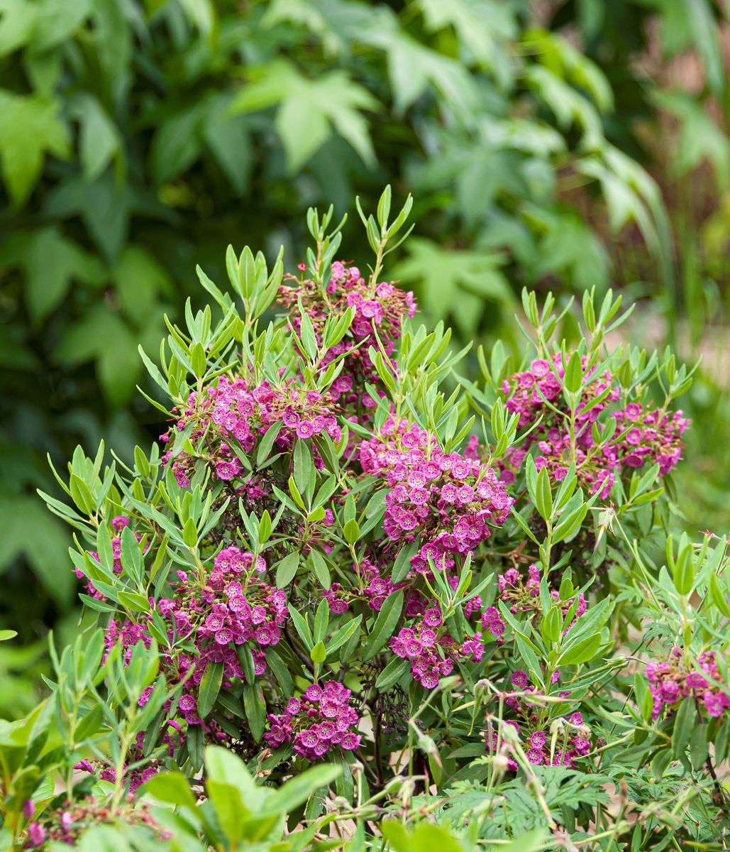 Schmalblättrige Lorbeerrose Rubra