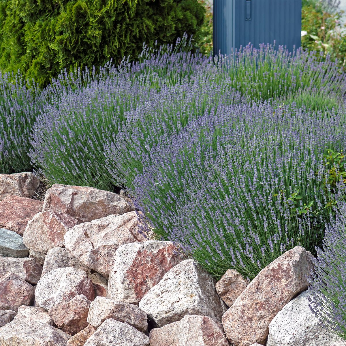 Lavendel Munstead Lavendel Munstead