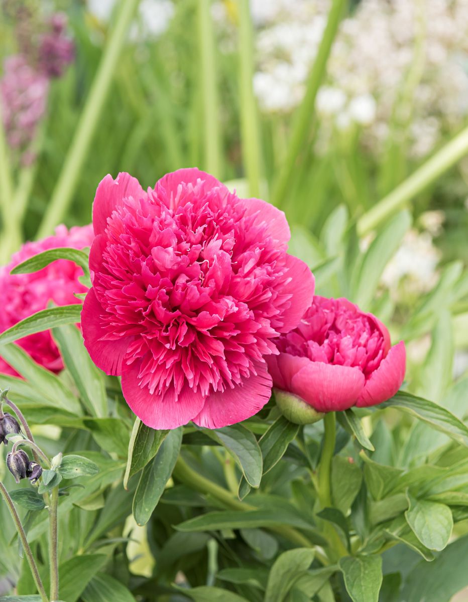 Bauernpfingstrose Rubra Plena
