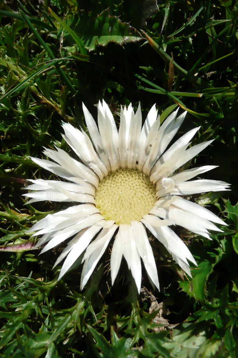 Silberdistel Silberdistel