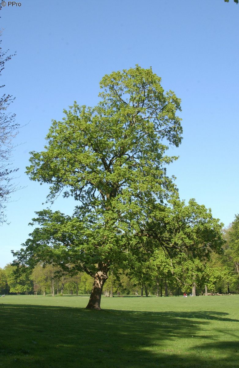 Bergahorn