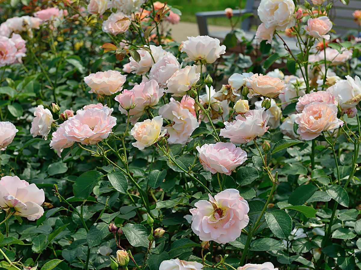 Rokoko® Strauchrose (öfter blühend)