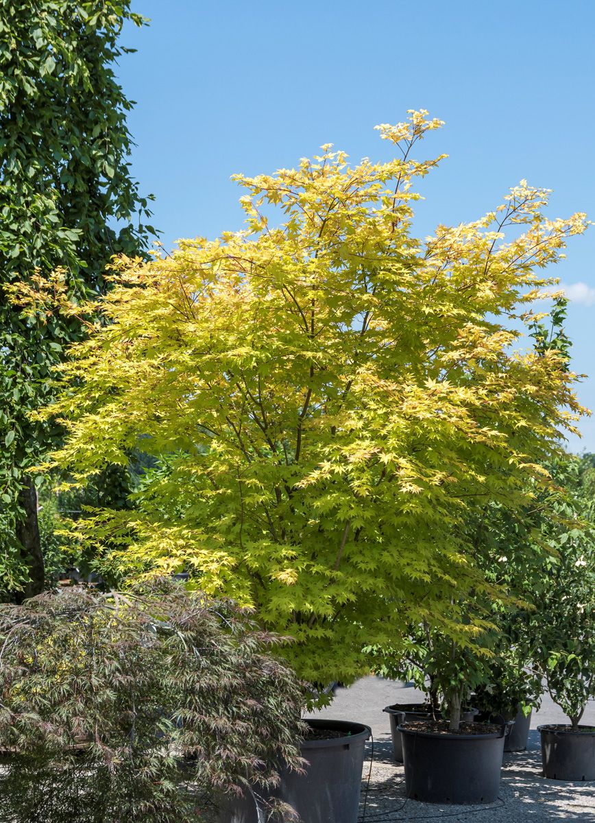 Japanischer Ahorn Summergold