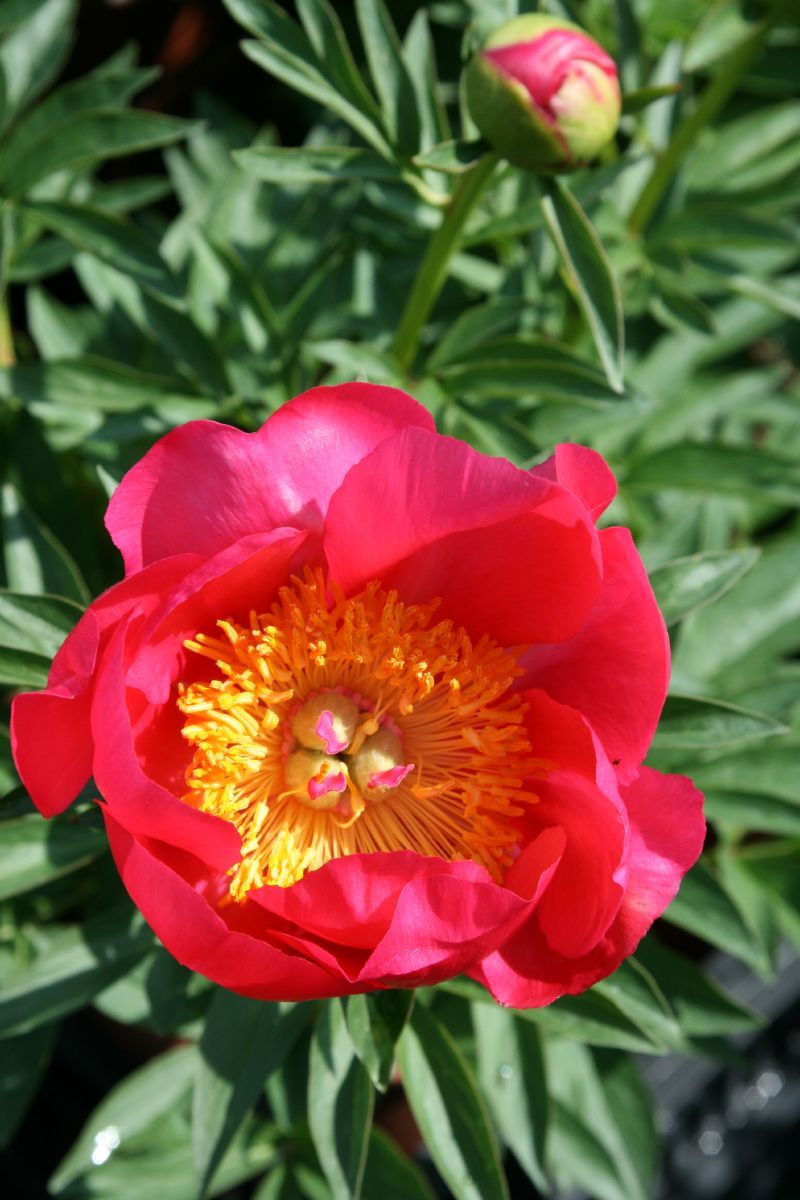 Pfingstrose Flame