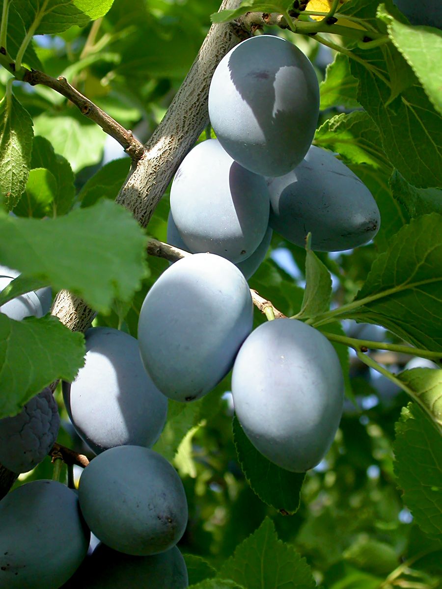 Rinklin Zwetschge (anspruchslos, Hauszwetschge, Basler Zwetschge) Rinklin Zwetschge (anspruchslos, Hauszwetschge, Basler Zwetschge)