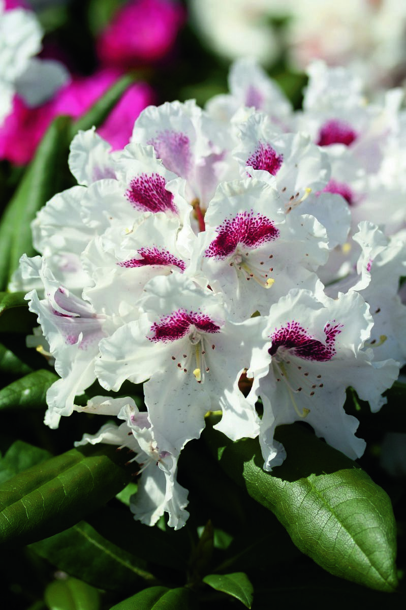 Rhododendron Annika, Rhododendron yakushimanum Annika | Hauenstein AG