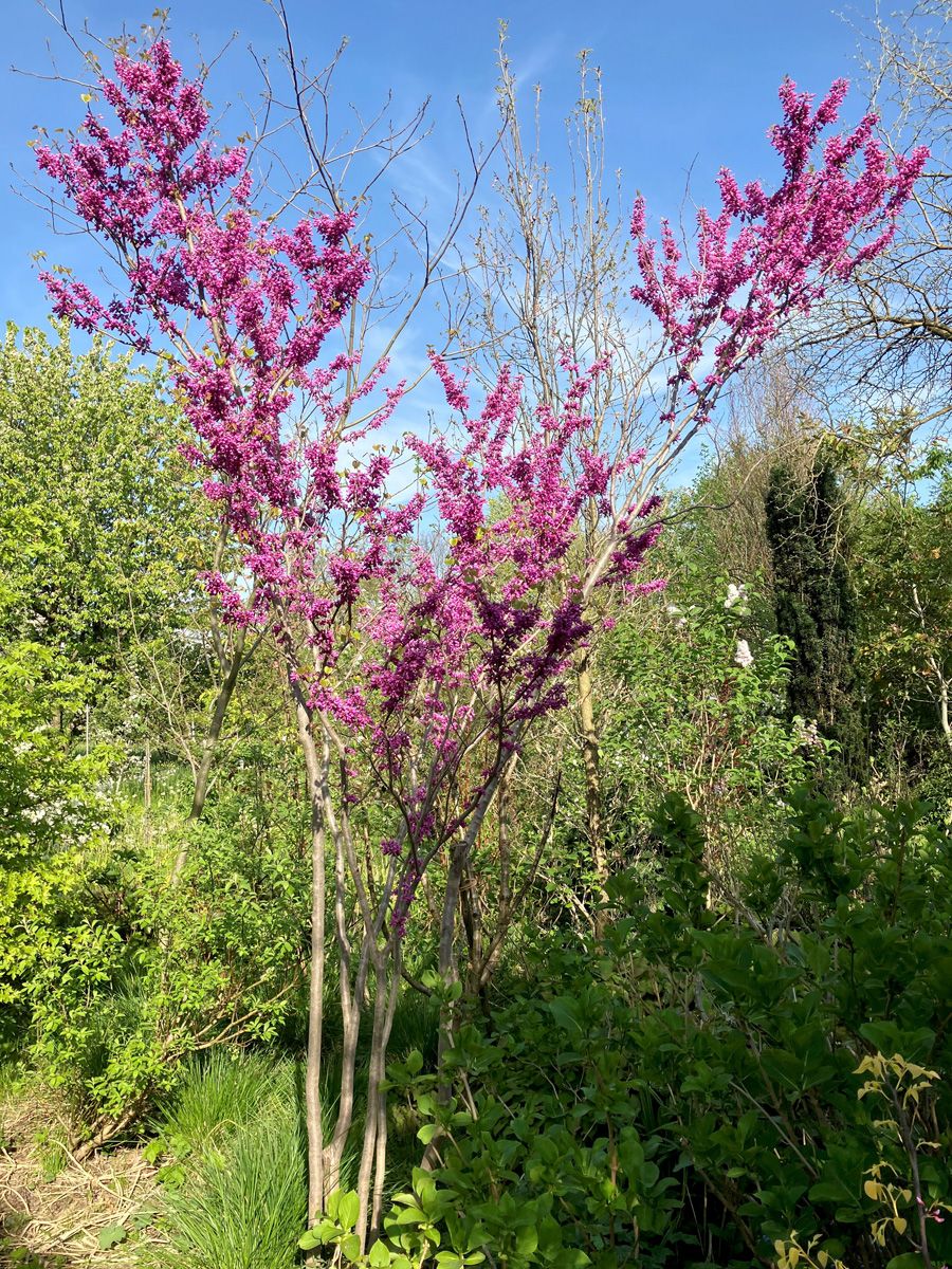Chinesischer Judasbaum Avondale Chinesischer Judasbaum Avondale