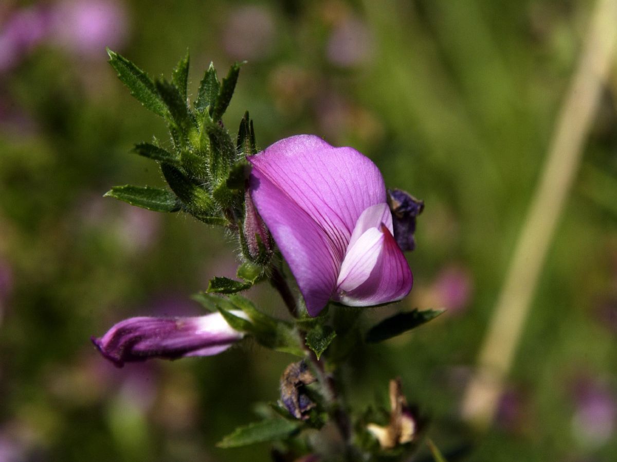 Kriechende Hauhechel Kriechende Hauhechel