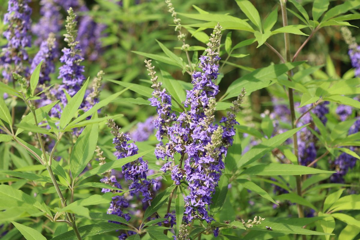 Mönchspeffer Delta Blues®