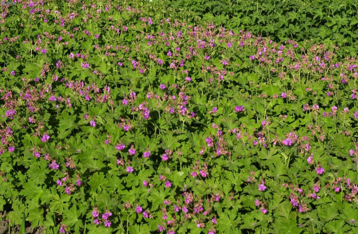 Storchschnabel Ingwers Variety