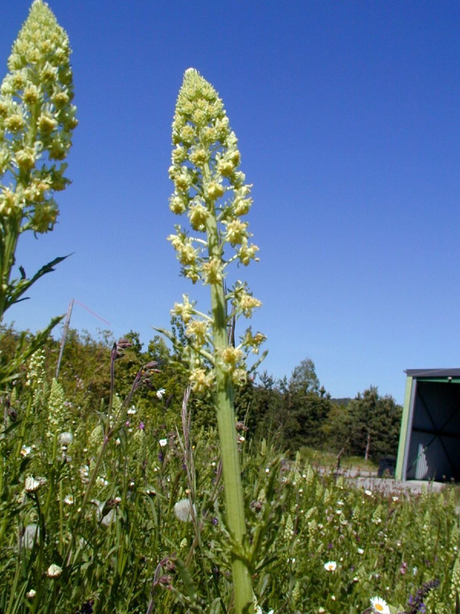 Gelbe Reseda