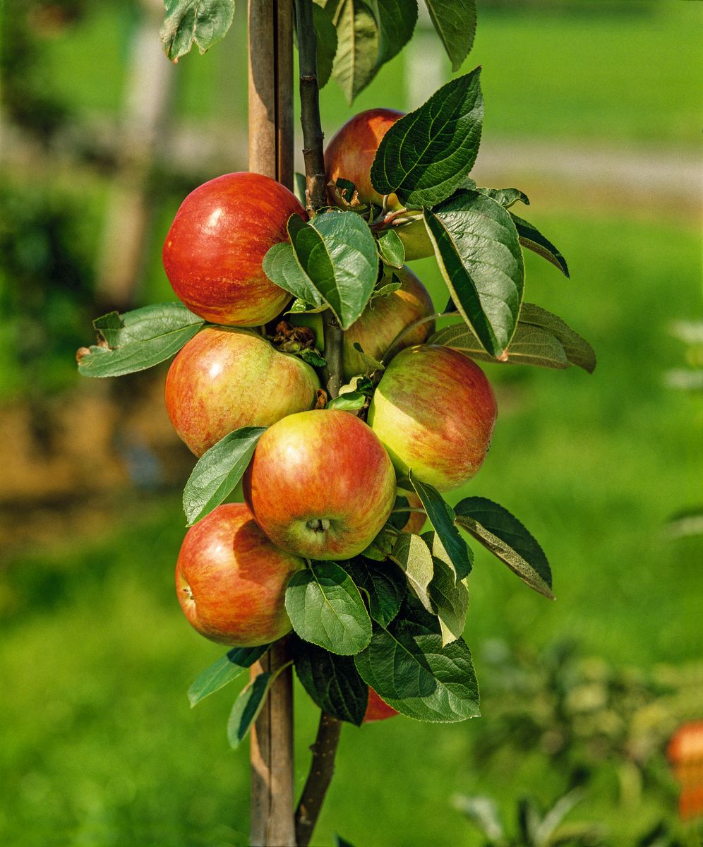 Gravensteiner (Rellstab) Apfel