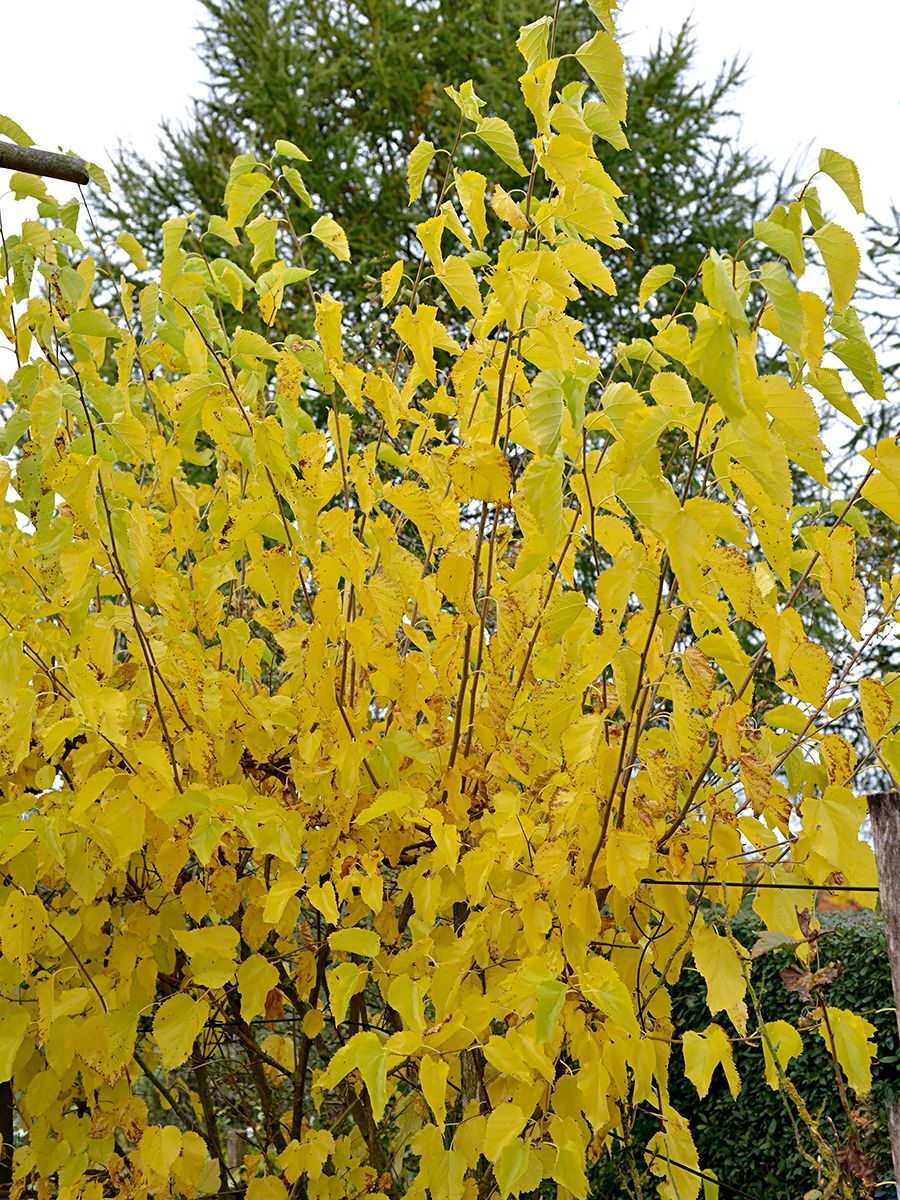 Schwarzer Maulbeerbaum Schwarzer Maulbeerbaum