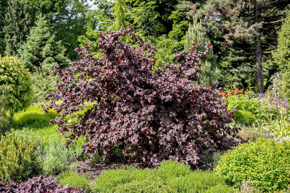 Roter Korkenzieherhasel Red Majestic®
