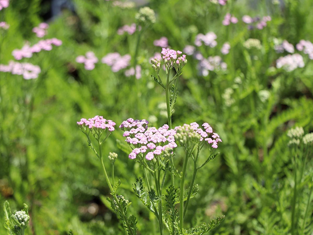 Schafgarbe Lilac Beauty