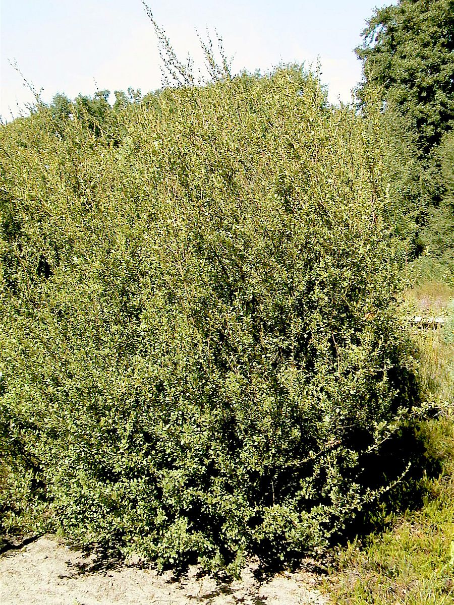 Strauchbirke Strauchbirke