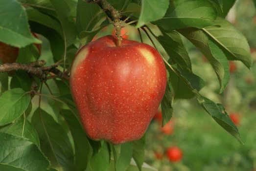 Gloster Apfel