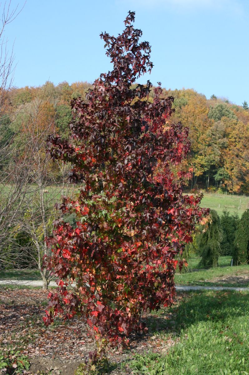 Amberbaum Amberbaum