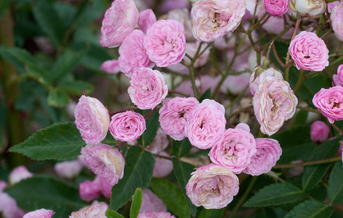 Heavenly Pink Strauchrose Heavenly Pink Strauchrose