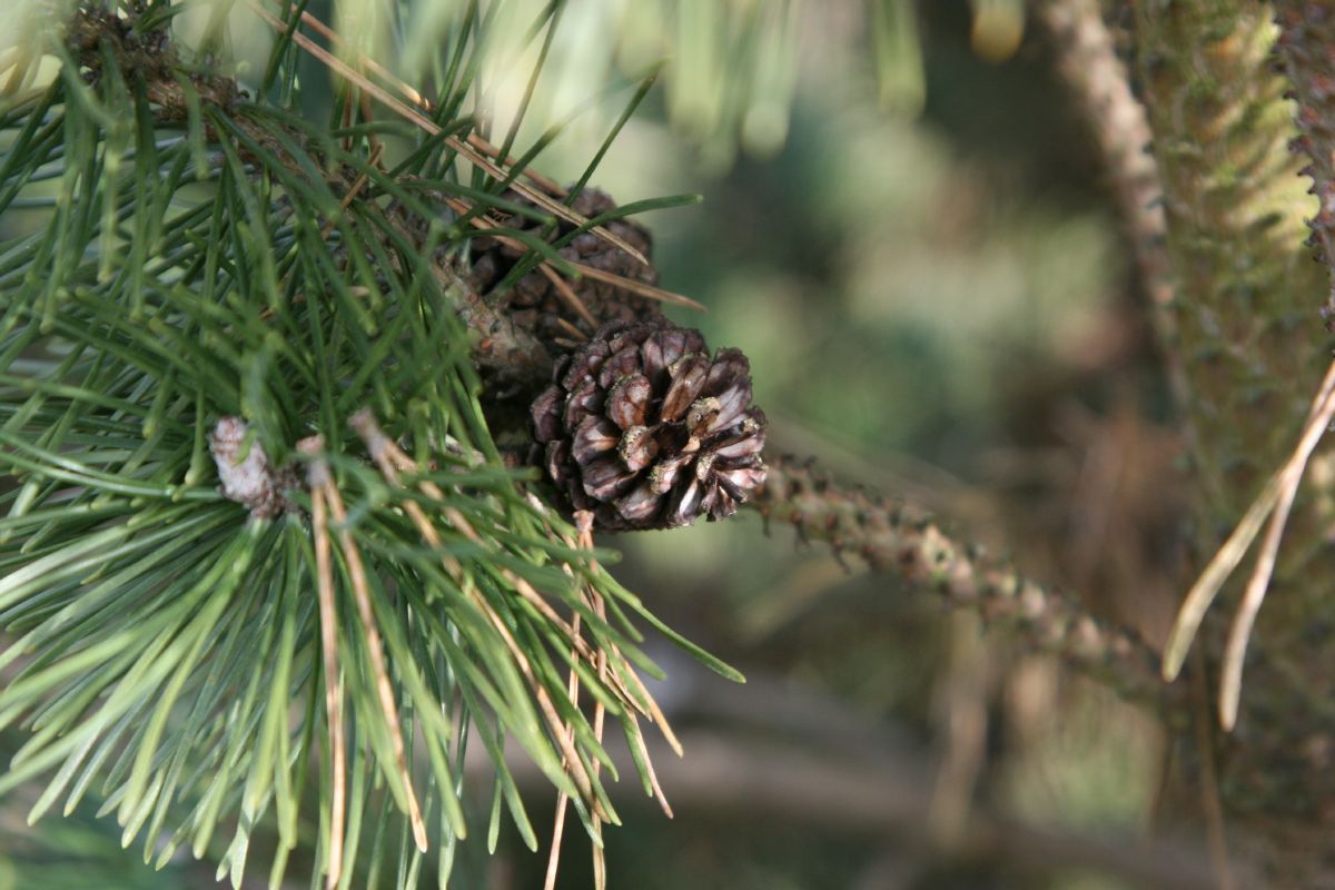 Säulenföhre Columbo Säulenföhre Columbo