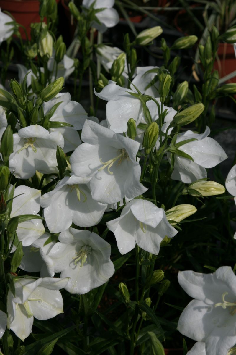 Pfirsichblättige Glockenblume Takion White