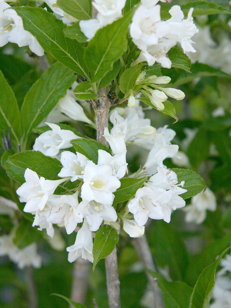 Weigelie Candida