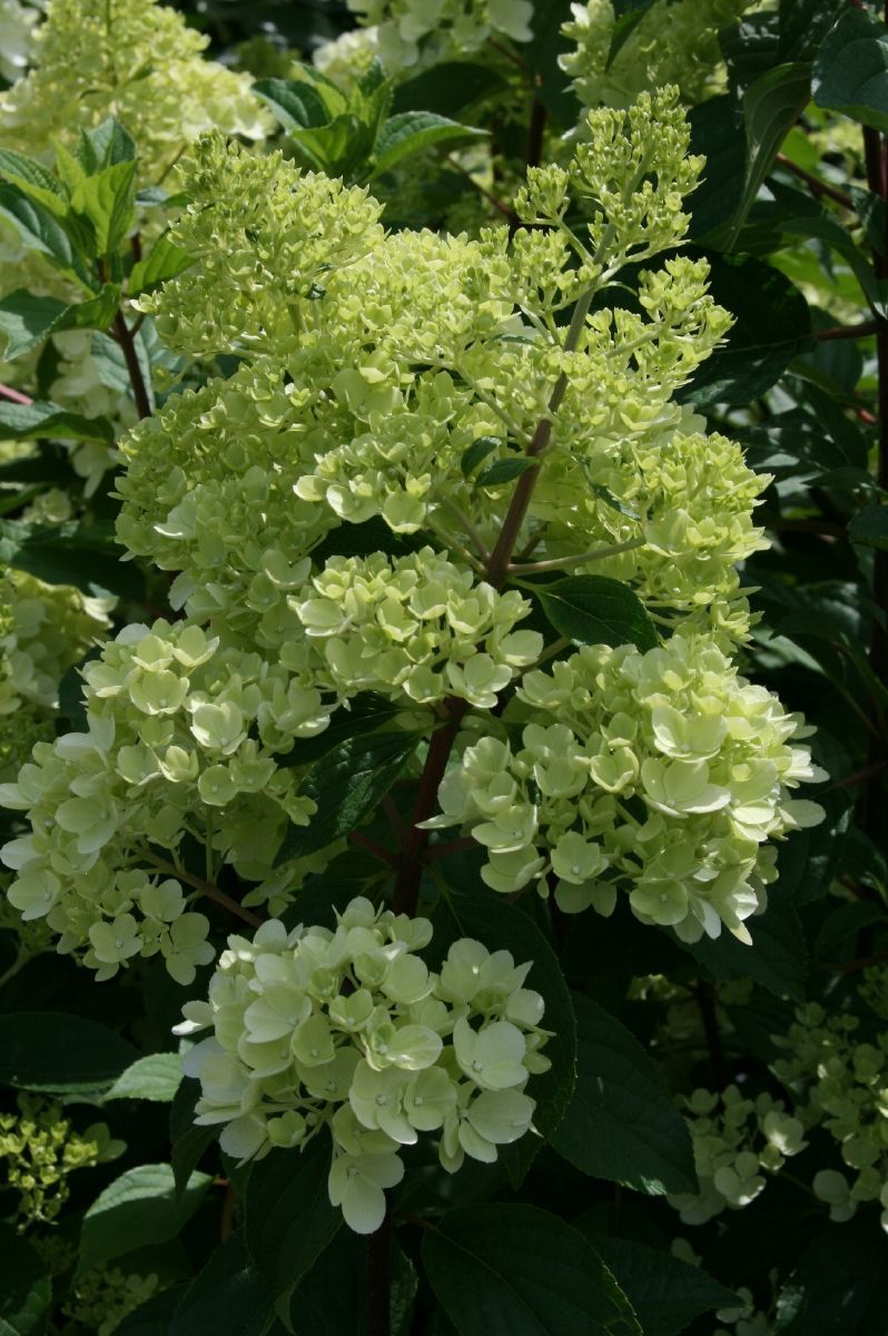 Rispenhortensie Vanille Fraise Rispenhortensie Vanille Fraise