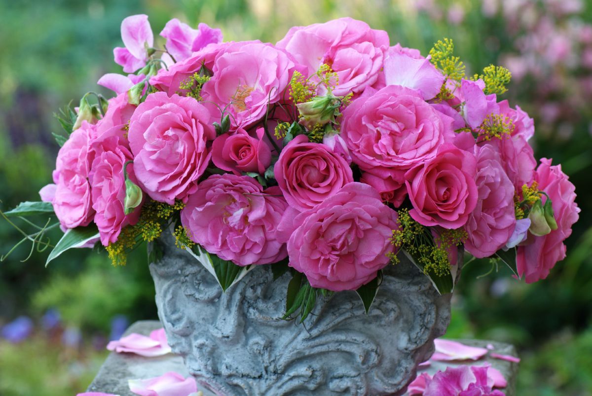 Eliza® ADR 2005 Edelrose (Teehybride, anspruchslos, leichter Duft)