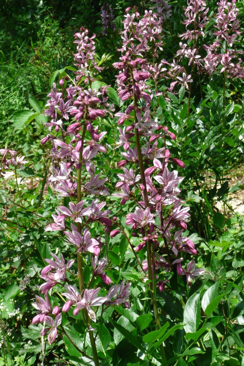 Diptam Diptam