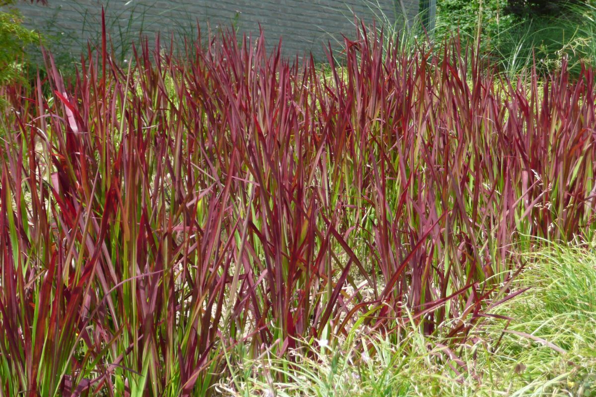 Japanisches Blutgras Red Baron
