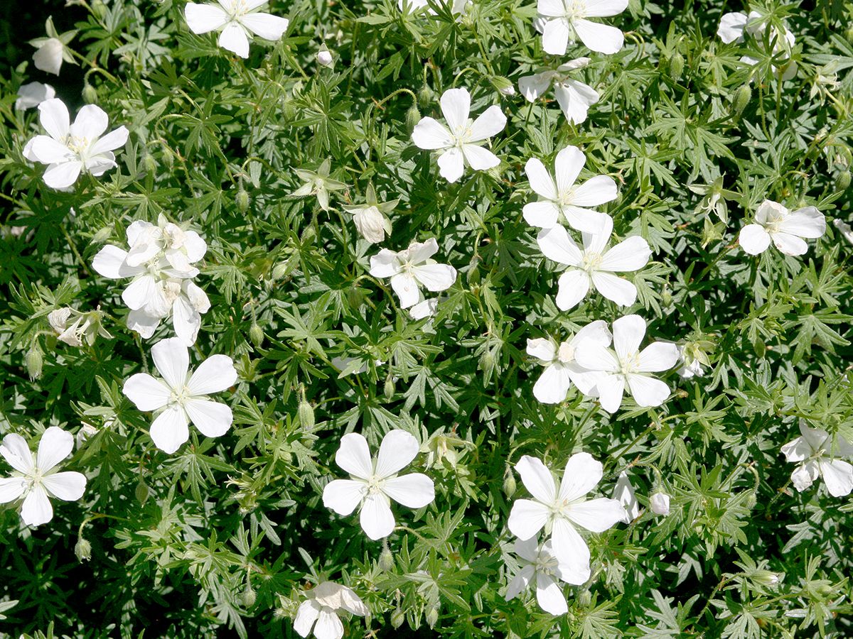 Blutstorchschnabel Album Blutstorchschnabel Album