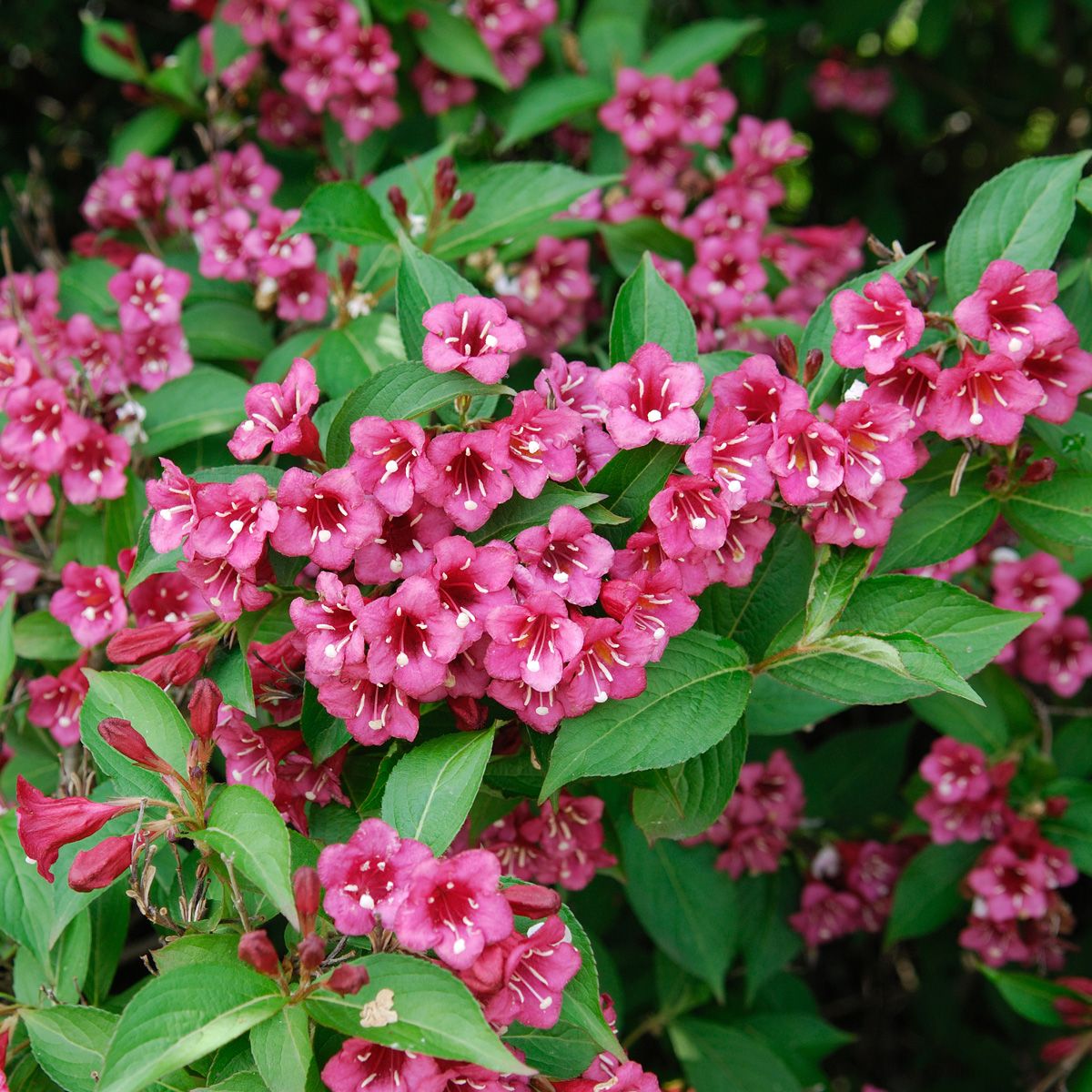 Weigelie Bristol Ruby