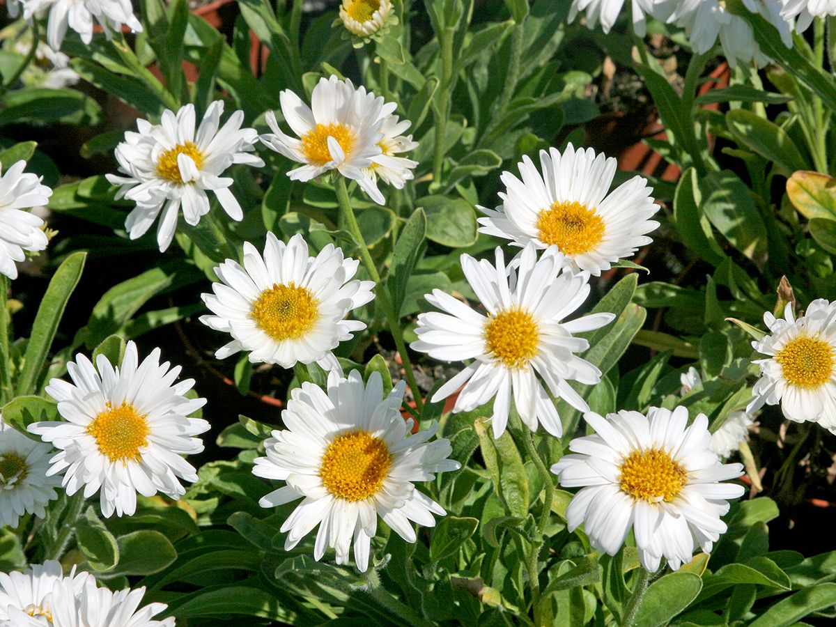 Alpenaster, Frühlingsaster Albus