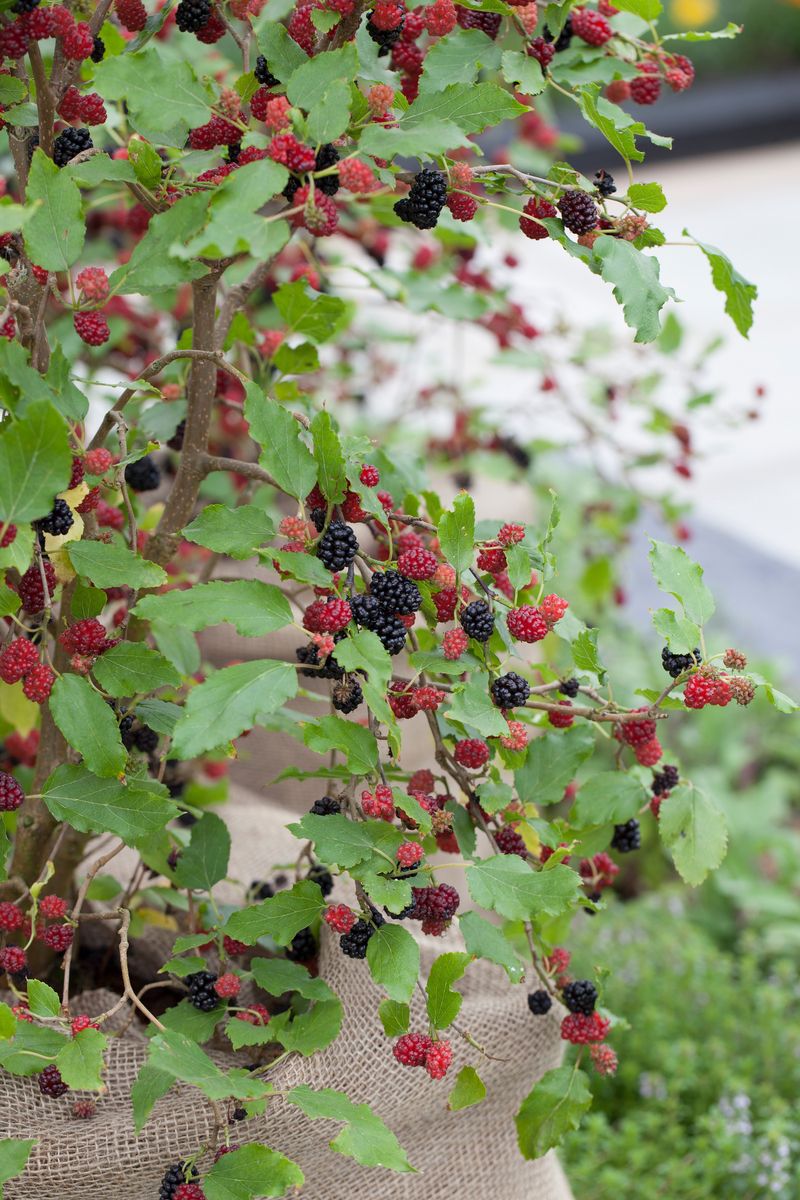 Zwergmaulbeerbaum Mojo Berry®