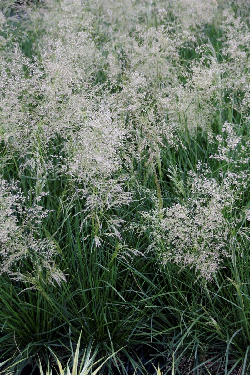 Waldschmiele Palava