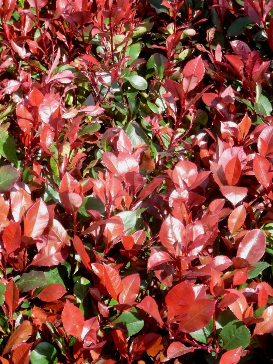 Zwergglanzmispel Little Red Robin Zwergglanzmispel Little Red Robin