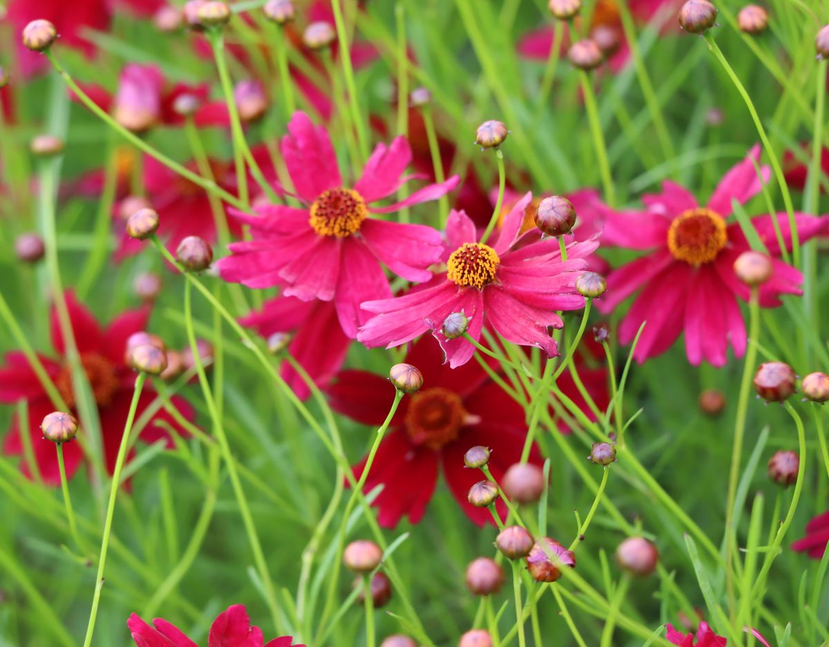 Mädchenauge Ruby Red
