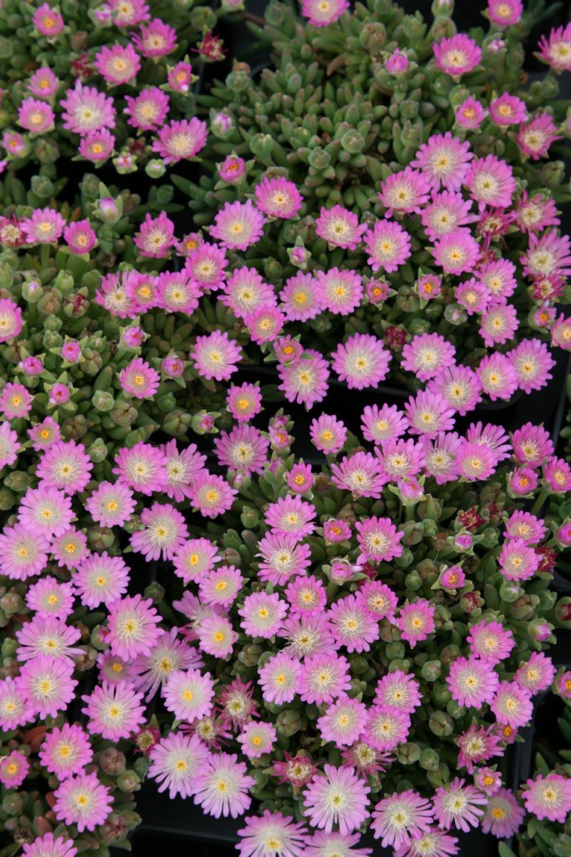 Mittagsblume Jewel of Desert Rosenquarz